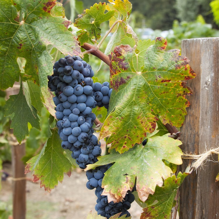 Napa Wine Tours By Joy Napa Wine Tours By Joy