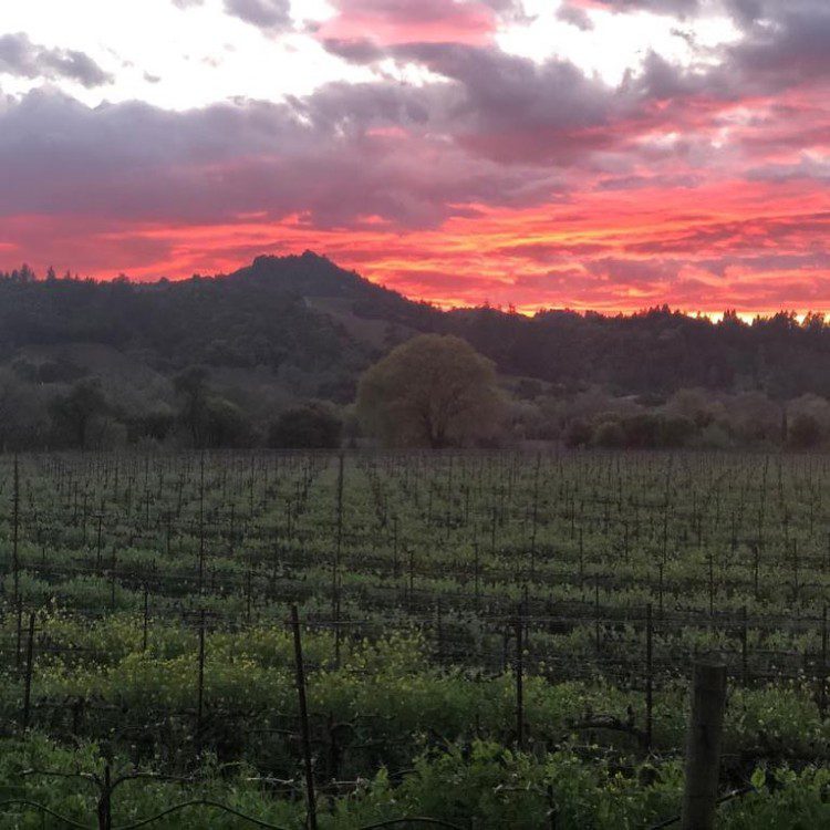 Napa Wine Tours By Joy Napa Wine Tours By Joy